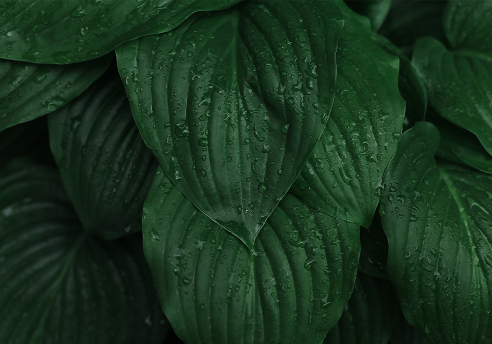 1000x700_9.jpg 1000x700_9.jpg